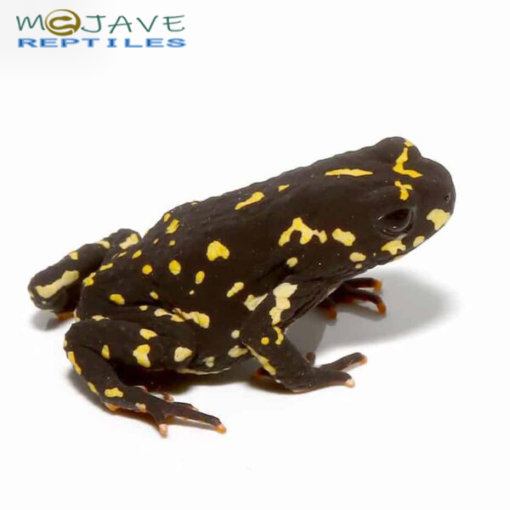ORANGE HARLEQUIN TOADS FOR SALE - Image 2