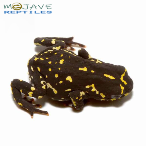 ORANGE HARLEQUIN TOADS FOR SALE - Image 3