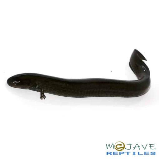 GREATER SIRENS FOR SALE - Image 3