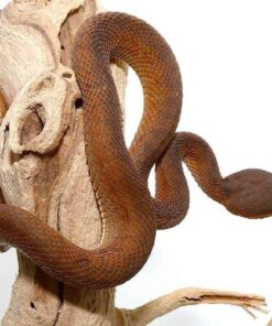 RED PURPLE SPOTTED PIT VIPERS FOR SALE.