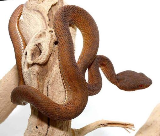 RED PURPLE SPOTTED PIT VIPERS FOR SALE.