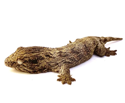 BABY MT KOGHIS LEACHIANUS GECKOS FOR SALE - Image 3