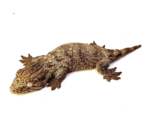 BABY MT KOGHIS LEACHIANUS GECKOS FOR SALE - Image 2