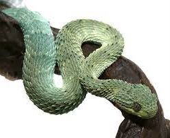 ADULT COOL GREEN SQUAMIGERA BUSH VIPERS FOR SALE.