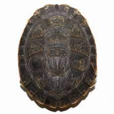 ARGENTINE SIDENECK TURTLES FOR SALE