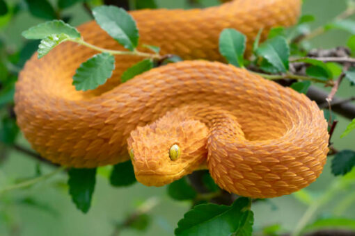BABY YELLOW ORANGE SQUAMIGERA BUSH VIPERS FOR SALE.