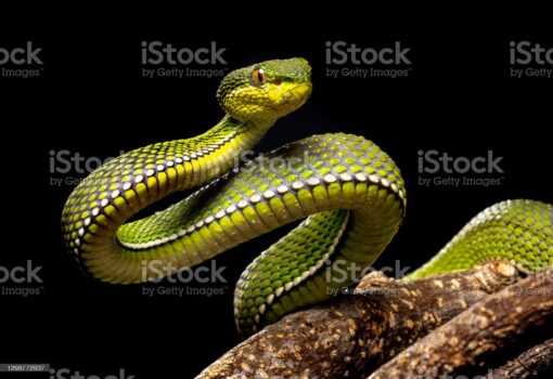 GREEN PURPLE SPOTTED PIT VIPERS FOR SALE - Image 2