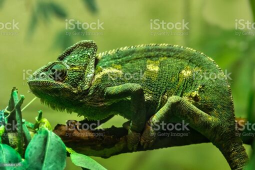 GREEN CHAMELEON FOR SALE - Image 3