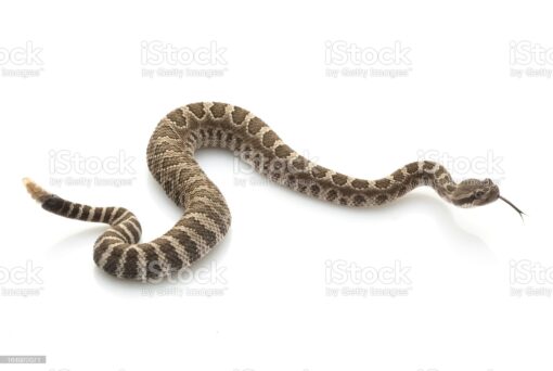 BABY WESTERN MASSASAUGA RATTLESNAKE FOR SALE