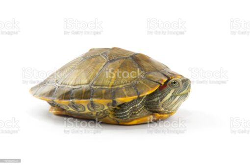 JUVENILE PASTEL RED EAR SLIDER TURTLES FOR SALE. - Image 2