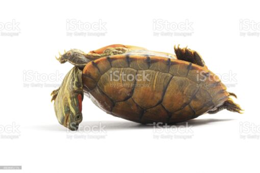 JUVENILE PASTEL RED EAR SLIDER TURTLES FOR SALE. - Image 3