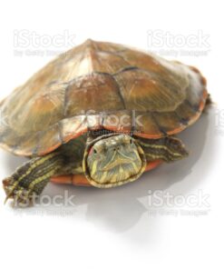 JUVENILE PASTEL RED EAR SLIDER TURTLES FOR SALE.