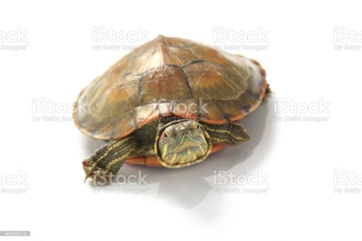 JUVENILE PASTEL RED EAR SLIDER TURTLES FOR SALE.