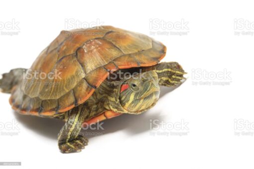 JUVENILE PASTEL RED EAR SLIDER TURTLES FOR SALE. - Image 4