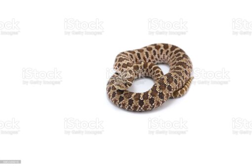 BABY WESTERN MASSASAUGA RATTLESNAKE FOR SALE - Image 2