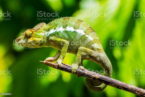GREEN CHAMELEON FOR SALE