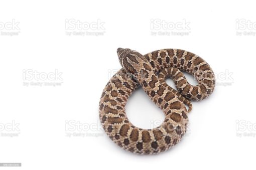 BABY WESTERN MASSASAUGA RATTLESNAKE FOR SALE - Image 3
