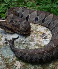OLMECAN PIT VIPERS FOR SALE