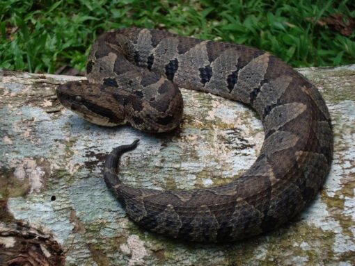 OLMECAN PIT VIPERS FOR SALE