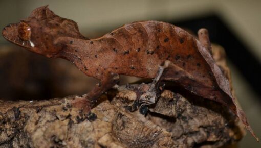 SPEARPOINT LEAF-TAILED GECKOS FOR SALE