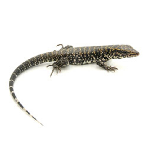 Tegus for sale