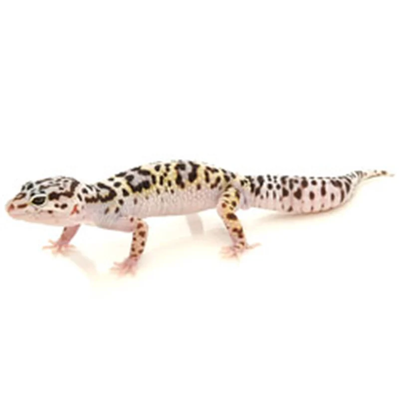 Geckos For Sale