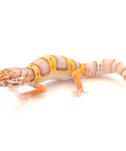 BABY ALBINO LEOPARD GECKO FOR SALE