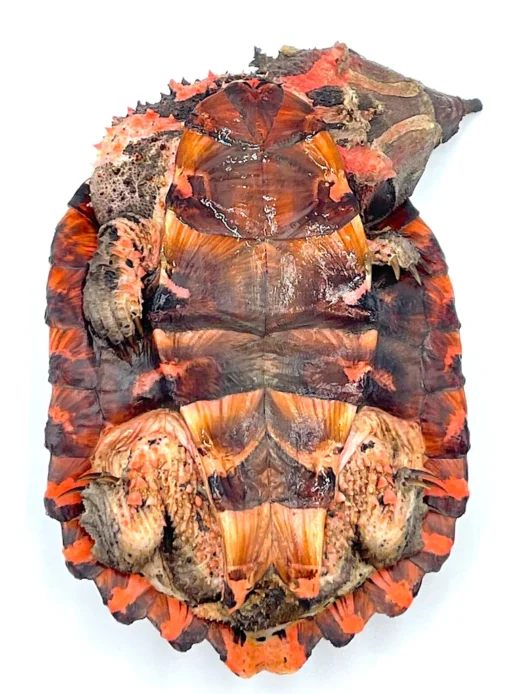PERUVIAN HIGH RED MATA MATA TURTLES FOR SALE - Image 3