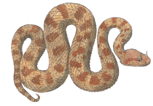 DESERT HORNED VIPER FOR SALE - Image 2