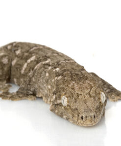 SUBADULT OFFSHORE LEACHIANUS GECKOS FOR SALE