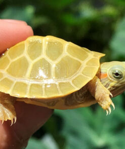PARADOX ALBINO RED EAR SLIDER TURTLES FOR SALE