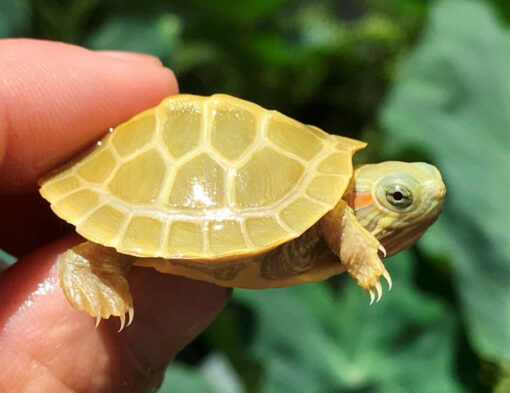 PARADOX ALBINO RED EAR SLIDER TURTLES FOR SALE
