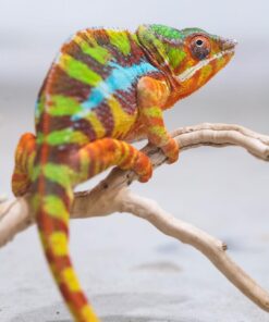 SAMBAVA PANTHER CHAMELEONS FOR SALE
