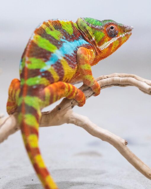 SAMBAVA PANTHER CHAMELEONS FOR SALE