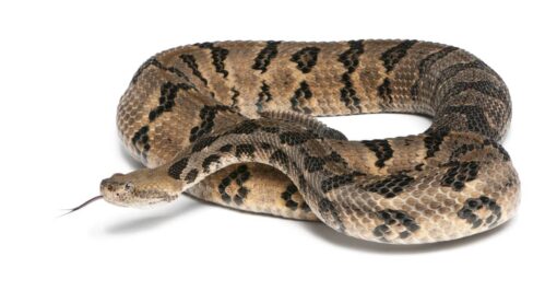 CANEBRAKE RATTLESNAKE FOR SALE - Image 3
