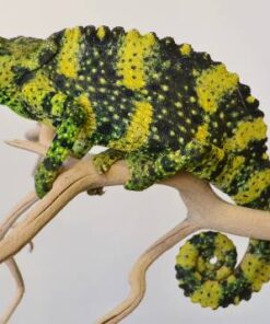 MELLER’S CHAMELEONS FOR SALE