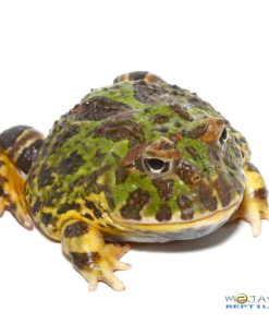 ADULT GREEN LEOPARD PACMAN FROG FOR SALE