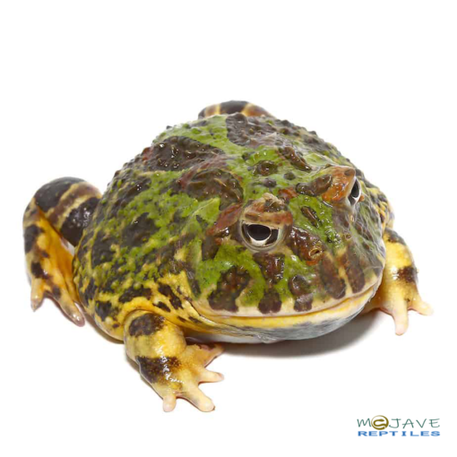 ADULT GREEN LEOPARD PACMAN FROG FOR SALE