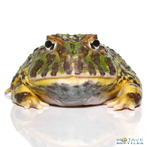 ADULT GREEN LEOPARD PACMAN FROG FOR SALE - Image 2