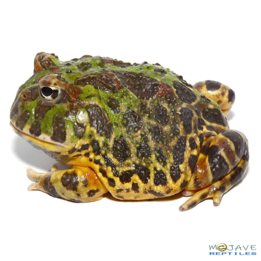 ADULT GREEN LEOPARD PACMAN FROG FOR SALE - Image 3