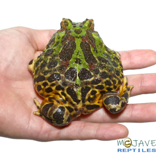 ADULT GREEN LEOPARD PACMAN FROG FOR SALE - Image 4