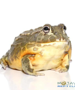 HAVE ADULT GIANT PIXIE FROGS FOR SALE