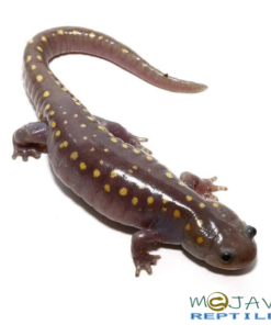 HYPO SPOTTED SALAMANDER FOR SALE