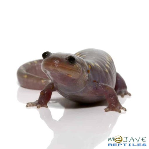 HYPO SPOTTED SALAMANDER FOR SALE - Image 2