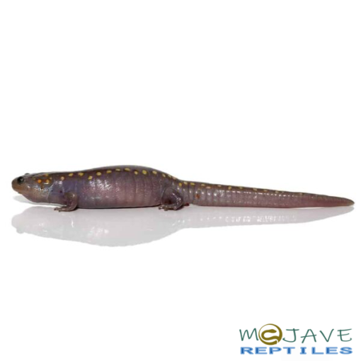 HYPO SPOTTED SALAMANDER FOR SALE - Image 3