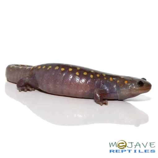 HYPO SPOTTED SALAMANDER FOR SALE - Image 4