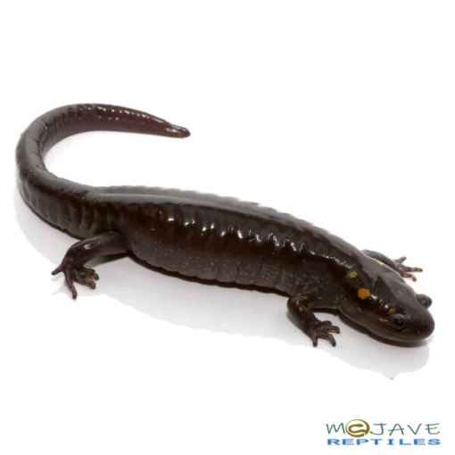 PATTERNLESS SPOTTED SALAMANDERS FOR SALE - Image 2