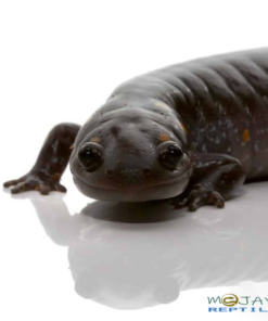 PATTERNLESS SPOTTED SALAMANDERS FOR SALE