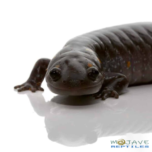 PATTERNLESS SPOTTED SALAMANDERS FOR SALE