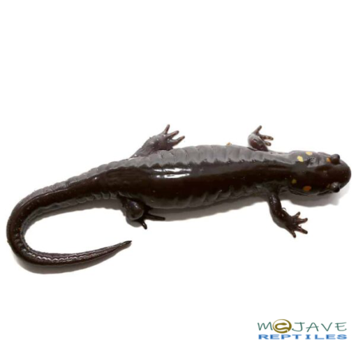 PATTERNLESS SPOTTED SALAMANDERS FOR SALE - Image 3